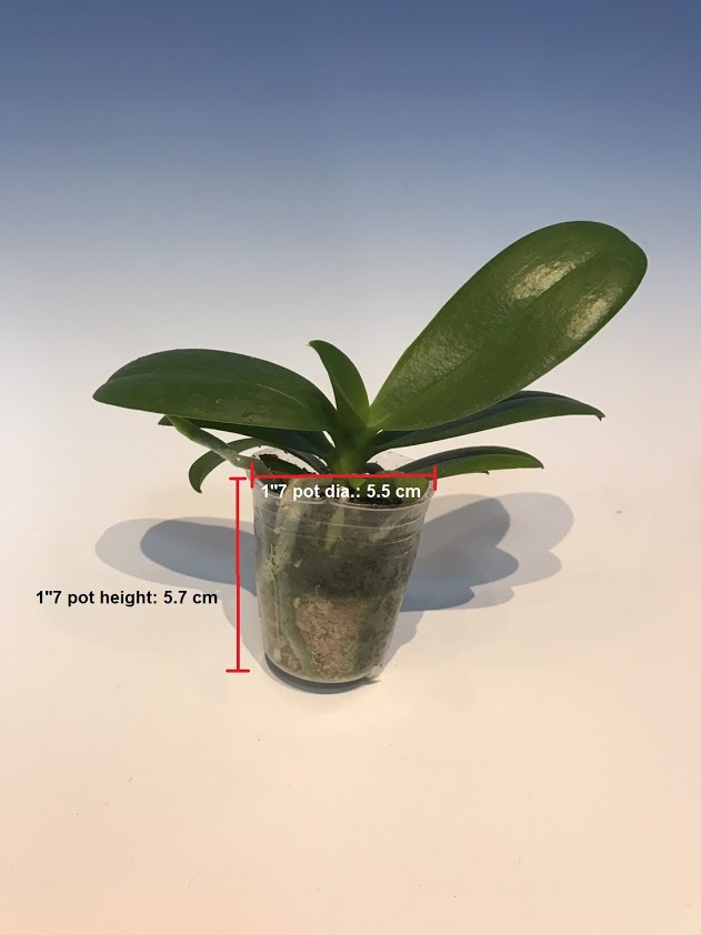1__7-plant-incl.-pot-dia.-and-pot-height.jpg
