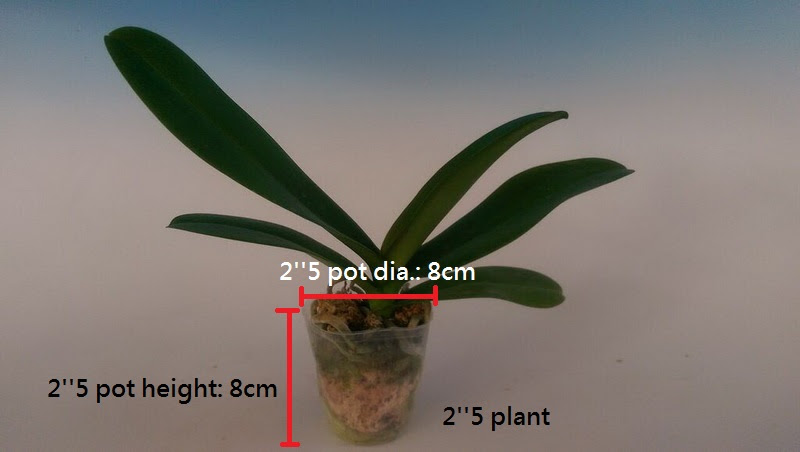 2__5-plant-incl.-pot-dia.-and-pot-height.jpg