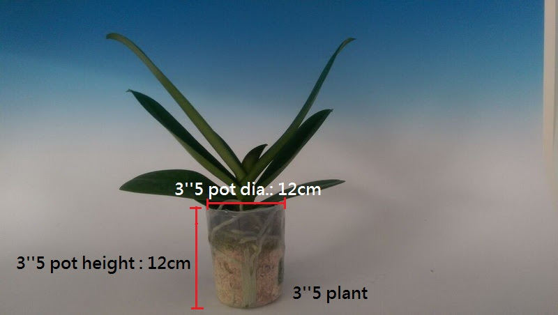 3__5-plant-incl.-pot-dia.-and-pot-height.jpg